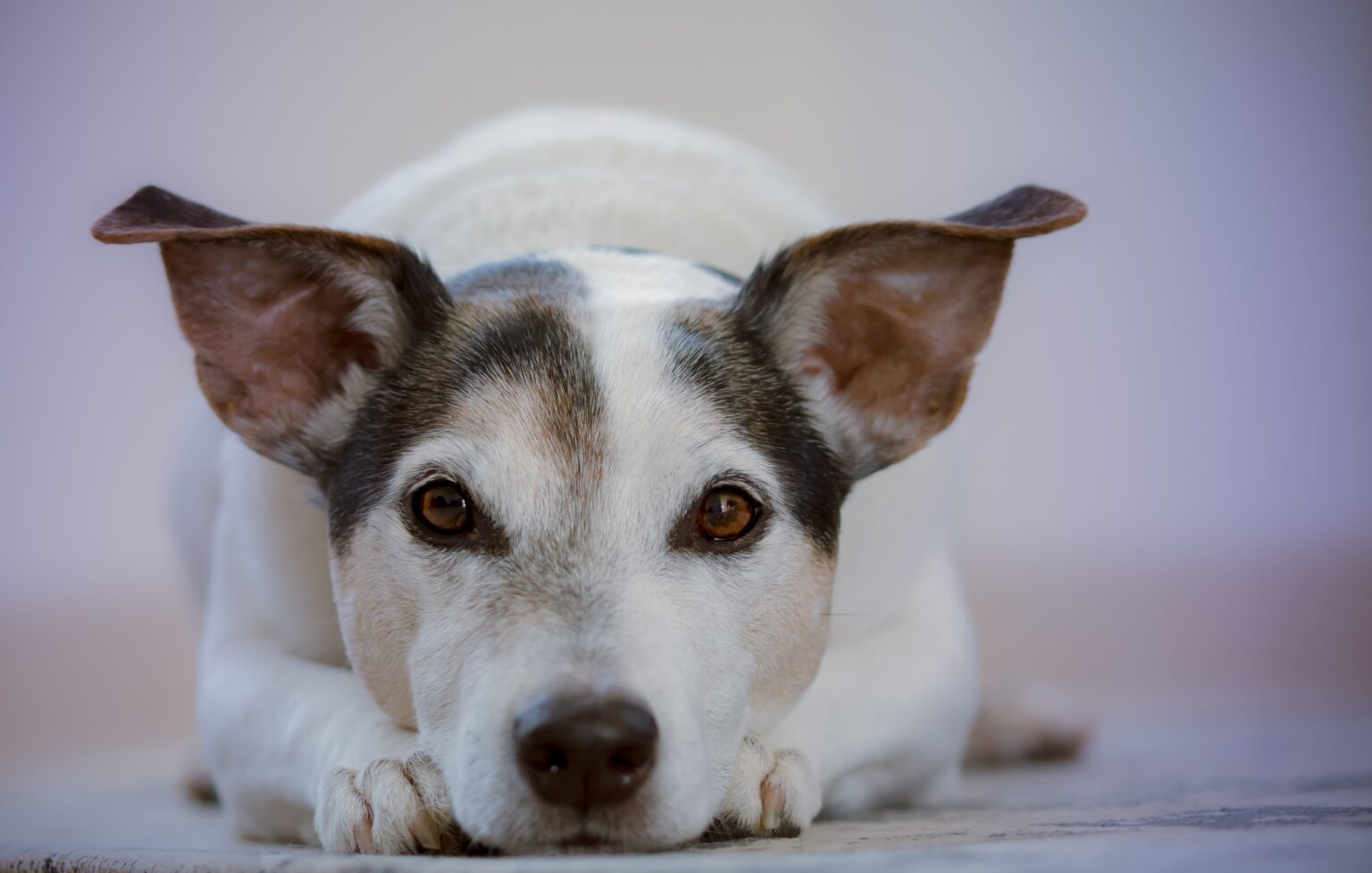 Ciclo De Vida Del Perro Cu Dalo En Cada Etapa Manchas