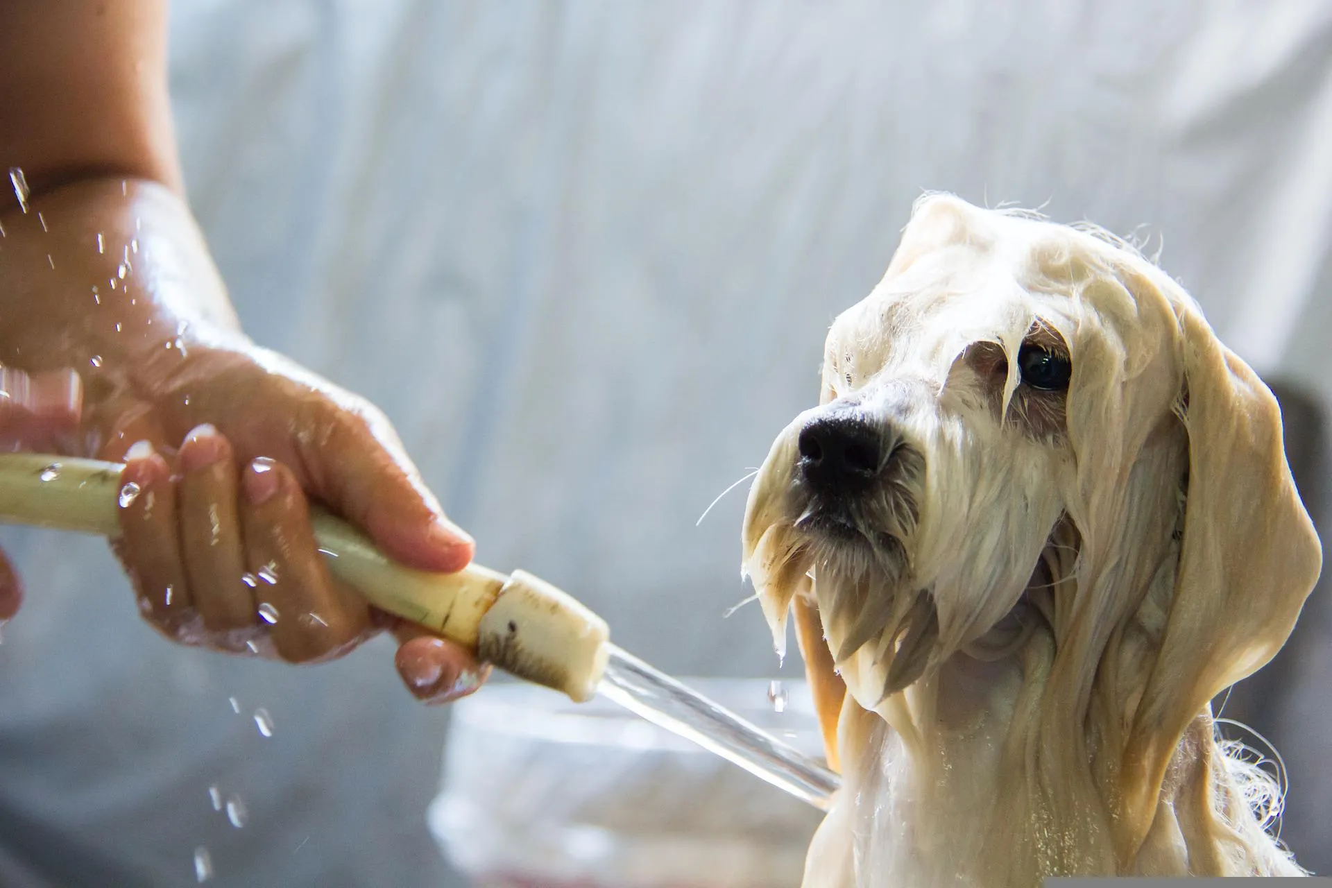 Cada cuánto se debe bañar un perro