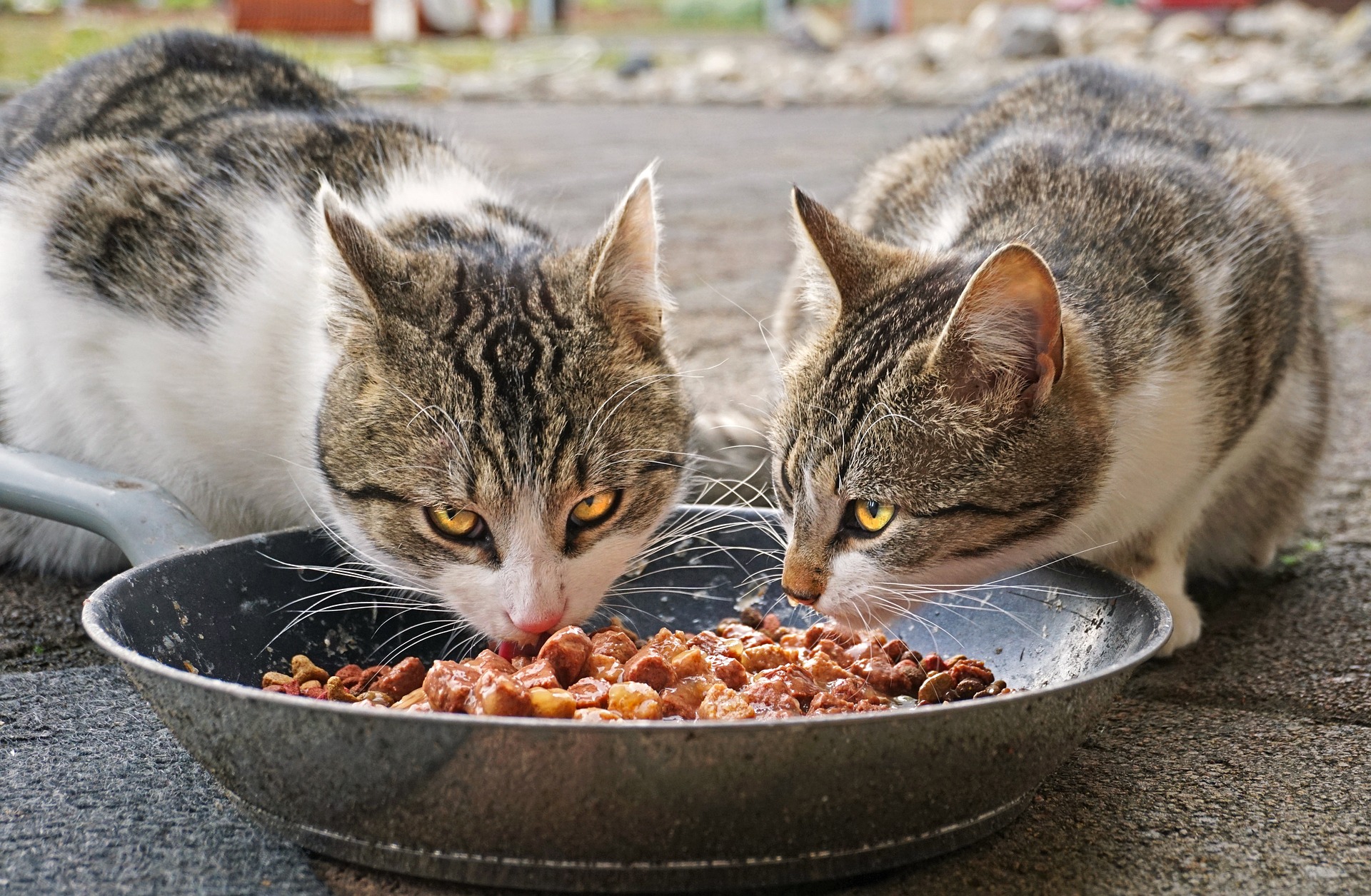 Alimentación para gatos