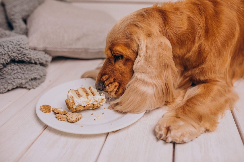 Se muestra perro comiendo un pastel de cumpleaños