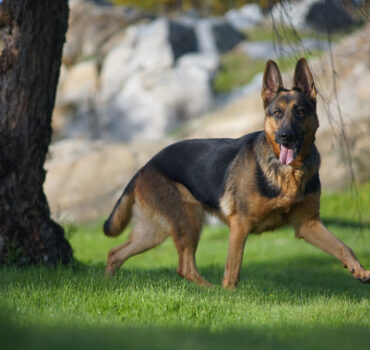 Displasia de cadera en perros