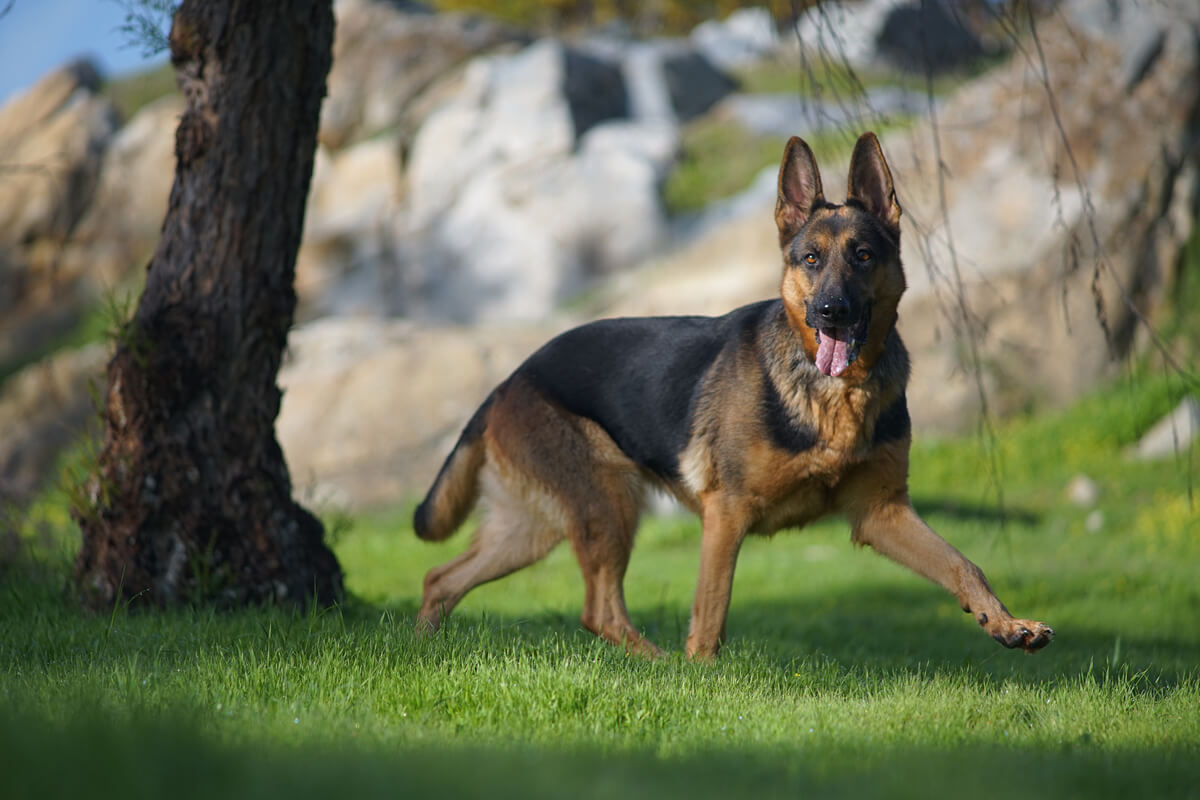 Displasia de cadera en perros