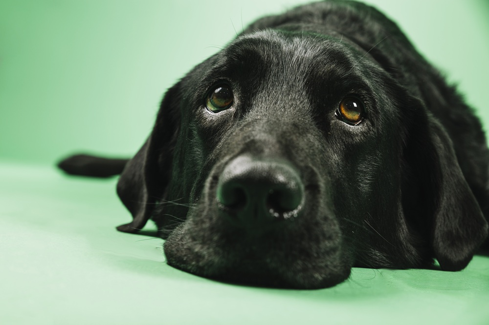 duelo-por-una-mascota